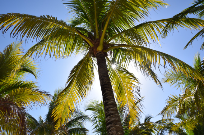 todo listo para un dia de buceo en los cenotes de tulum