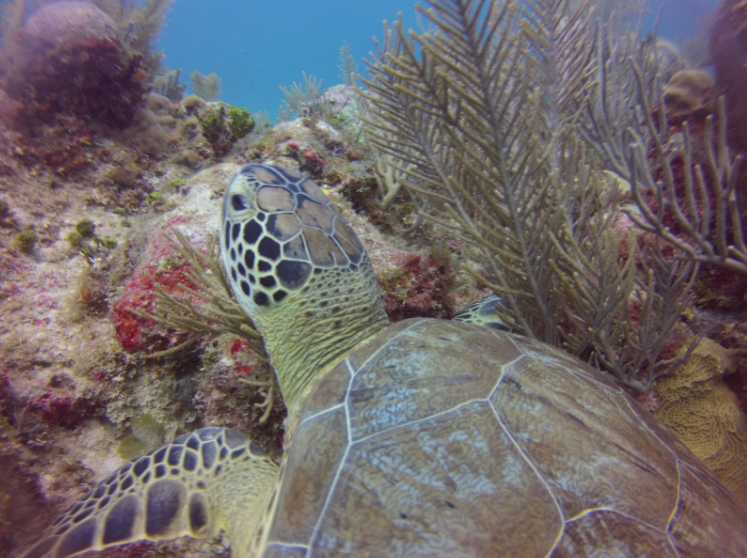 scuba diving en Playa del Carmen con tortugas marinas.