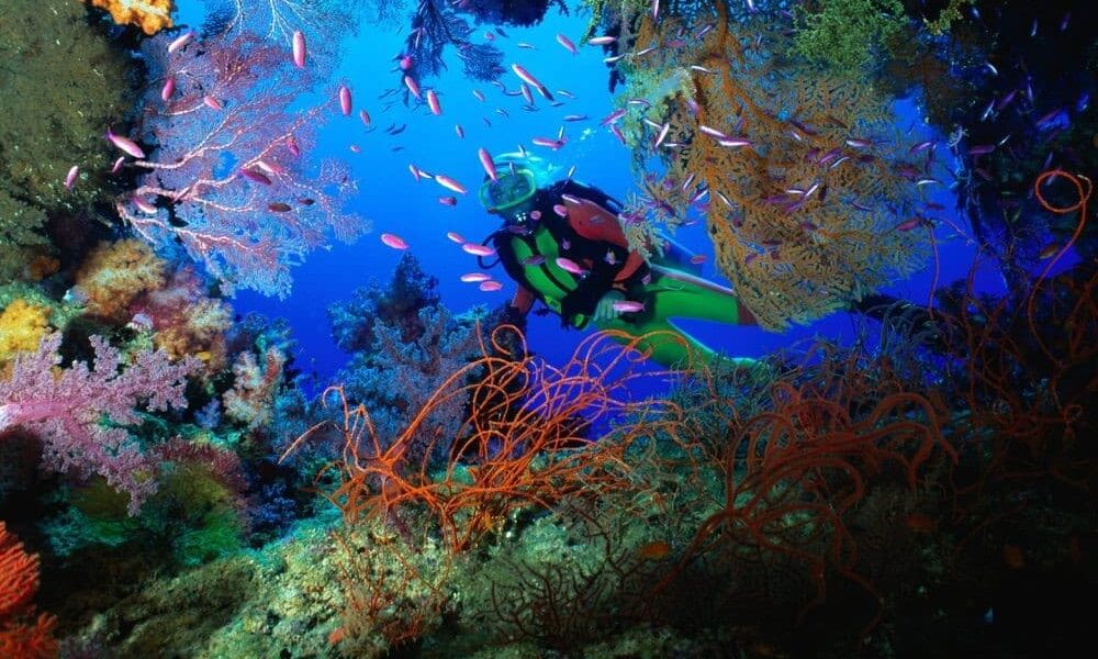 Explorando el Mundo Subacuático