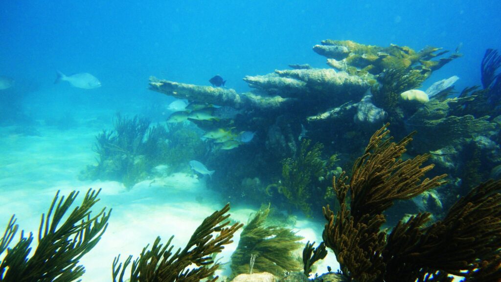Biodiversidad marina durante un día de scuba diving Tulum.